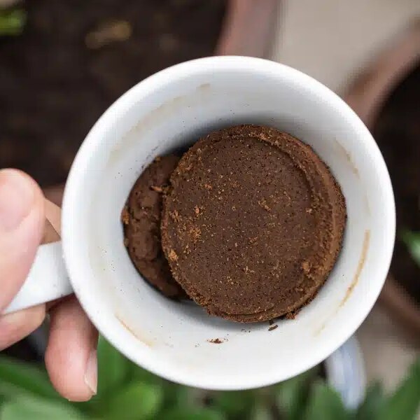 Découvrez comment transformer le marc de café en un répulsif efficace pour votre maison !