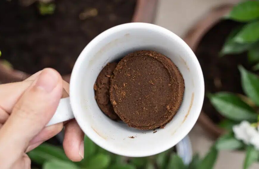 Découvrez comment transformer le marc de café en un répulsif efficace pour votre maison !