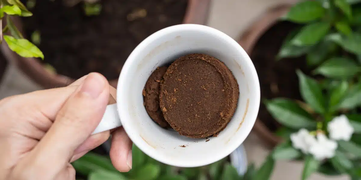 Découvrez comment transformer le marc de café en un répulsif efficace pour votre maison !