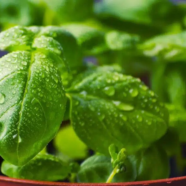 Discover the secrets to keeping your potted basil green and preventing it from dying back!