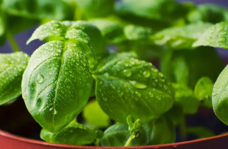 Discover the secrets to keeping your potted basil green and preventing it from dying back!