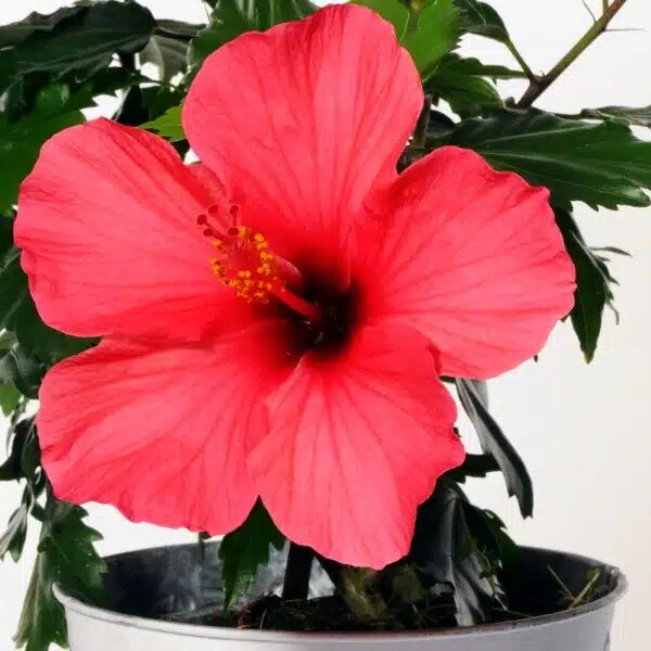 Découvrez quand et comment bouturer l'hibiscus des marais avec nos astuces faciles !