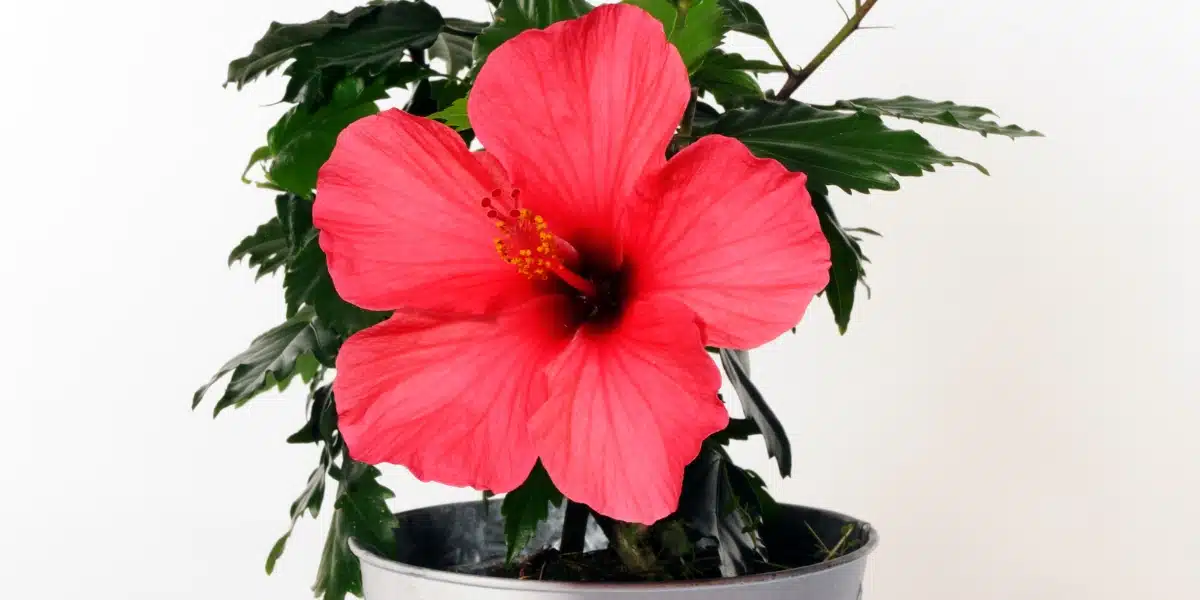 Découvrez quand et comment bouturer l'hibiscus des marais avec nos astuces faciles !