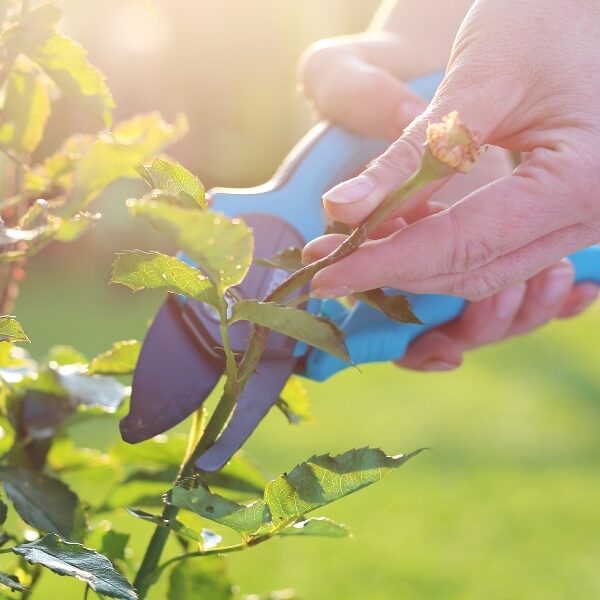 Gardening tips: care for your ground-covering roses and choose the best varieties