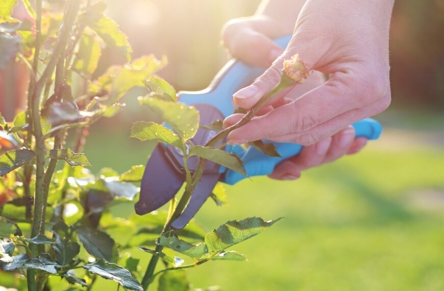 Gardening tips: care for your ground-covering roses and choose the best varieties