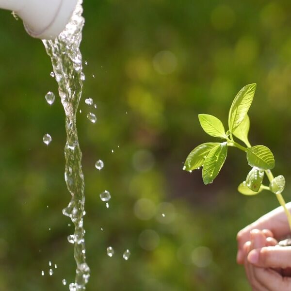 Gardening tips: master the art of saving water while keeping your garden flourishing