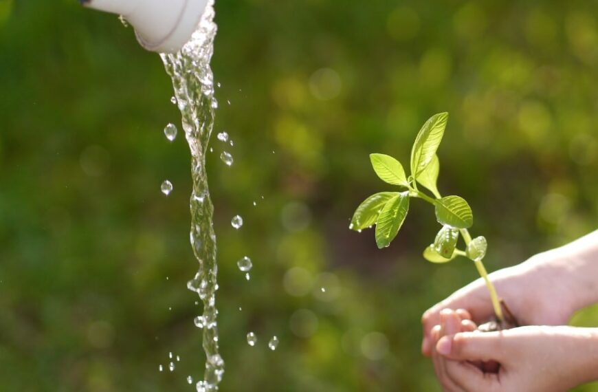 Gardening tips: master the art of saving water while keeping your garden flourishing