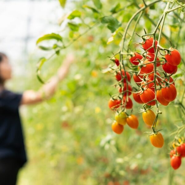 Cultiver des tomates en plein été : 3 astuces simples pour un jardin fleurissant en août