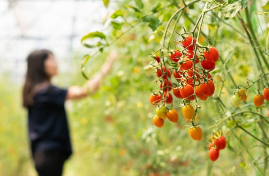 Cultiver des tomates en plein été : 3 astuces simples pour un jardin fleurissant en août