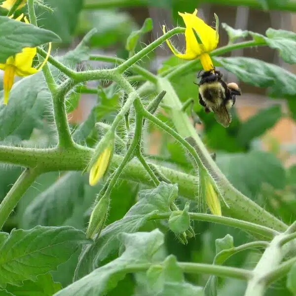 Comment s'effectue la pollinisation des fleurs de tomate ?