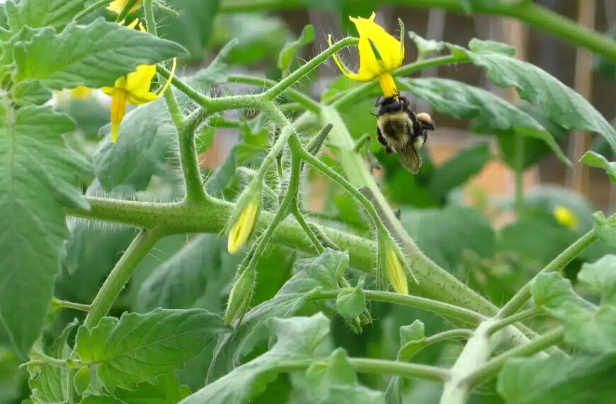 Comment s'effectue la pollinisation des fleurs de tomate ?