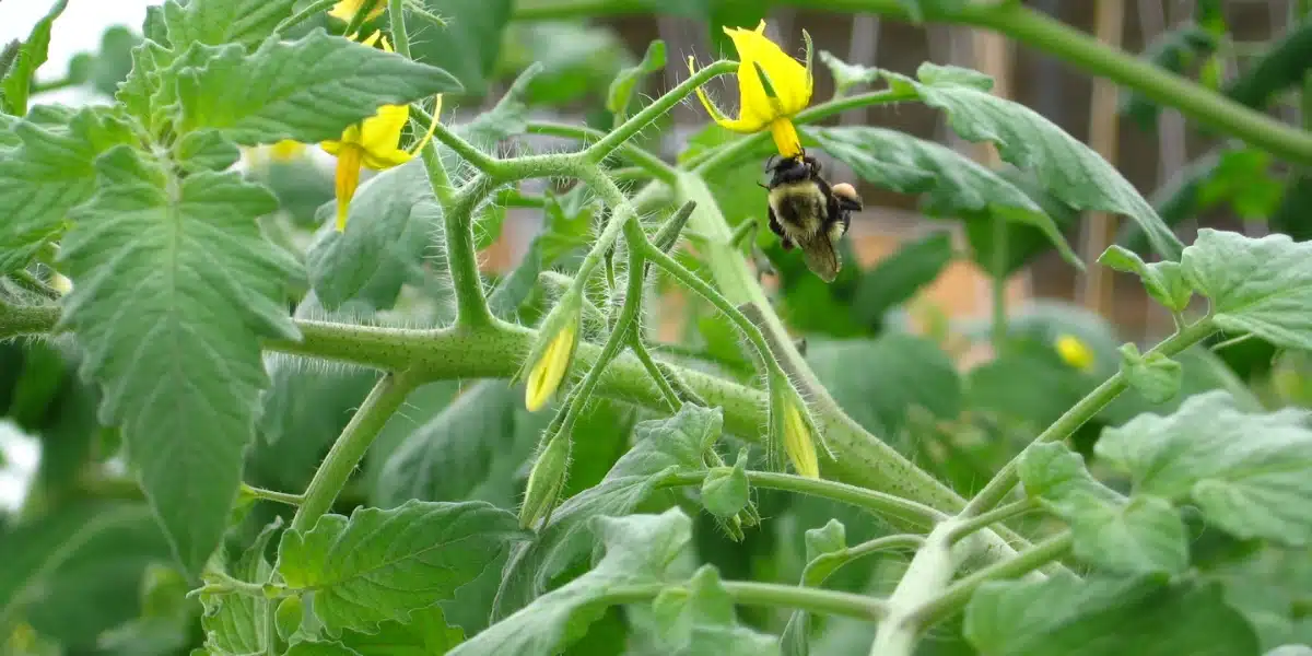 Comment s'effectue la pollinisation des fleurs de tomate ?