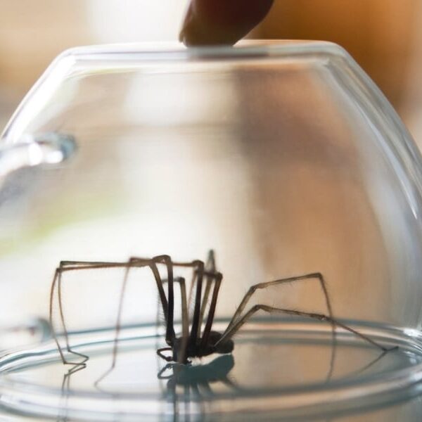 Comment fabriquer des pièges à oreilles d'araignées : astuces simples pour une maison sans nuisibles