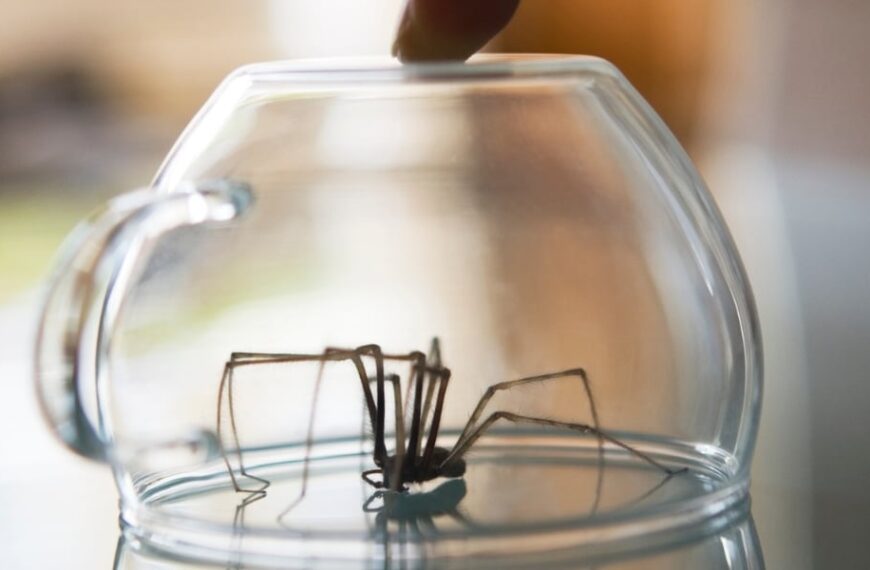 Comment fabriquer des pièges à oreilles d'araignées : astuces simples pour une maison sans nuisibles