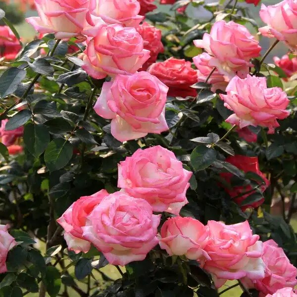 Comment désherber autour des rosiers sans produits chimiques ? Quelle est la meilleure technique ?