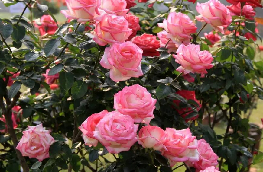 Comment désherber autour des rosiers sans produits chimiques ? Quelle est la meilleure technique ?