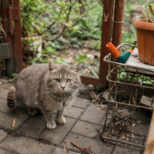 Learn how to keep cats away from green spaces with these effective methods!
