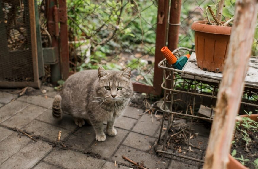 Learn how to keep cats away from green spaces with these effective methods!