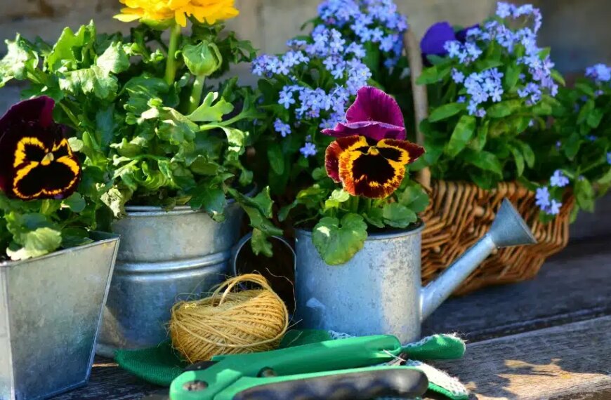 Semer et oublier : 6 fleurs d’été qui n’ont pas besoin d’eau à adopter à tout prix