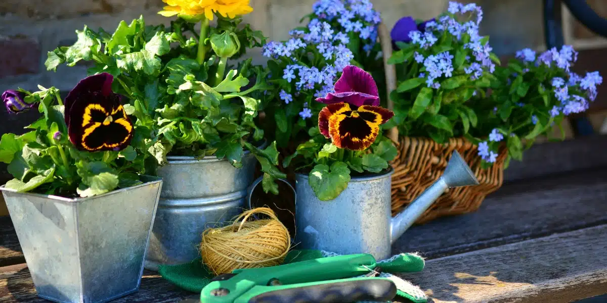 Semer et oublier : 6 fleurs d’été qui n’ont pas besoin d’eau à adopter à tout prix