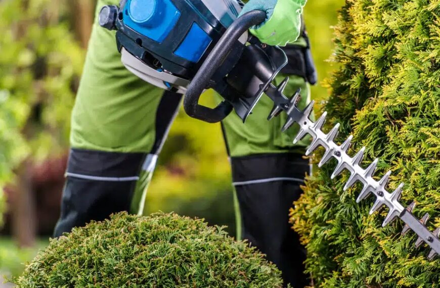 Astuces pour un jardin resplendissant : découvrez pourquoi tailler vos plantes et arbres est essentiel