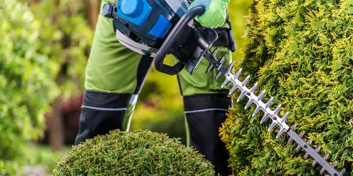 Astuces pour un jardin resplendissant : découvrez pourquoi tailler vos plantes et arbres est essentiel