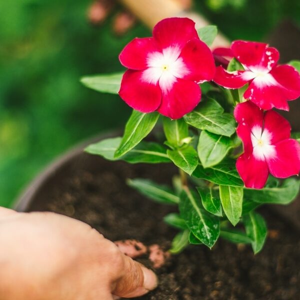 Transformez votre jardin avec ces astuces pour cultiver des roses luxuriantes et spectaculaires