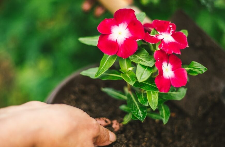 Transformez votre jardin avec ces astuces pour cultiver des roses luxuriantes et spectaculaires