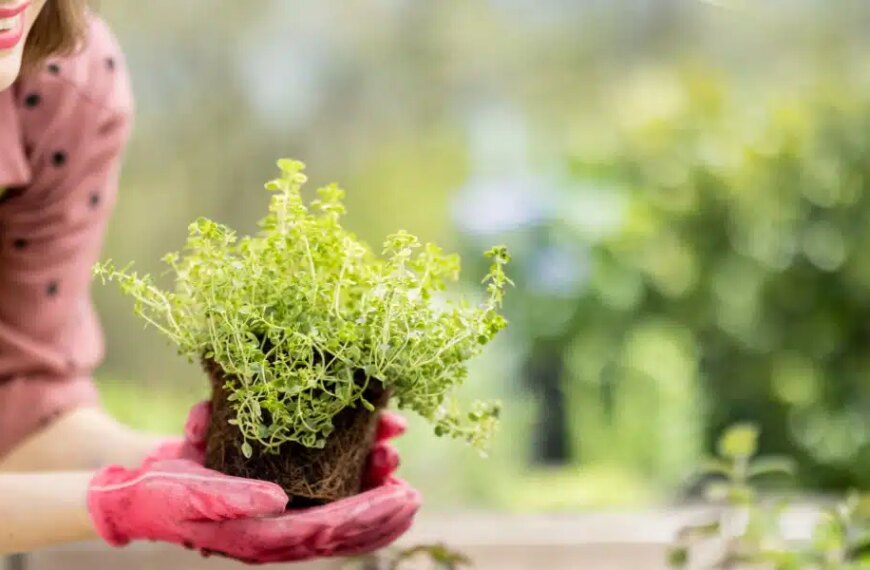 Astuces inattendues de jardinage pour optimiser chaque centimètre de votre petit coin vert