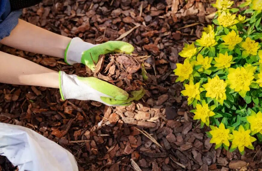 Libérez le potentiel de votre jardin : découvrez comment le paillage peut vous aider !