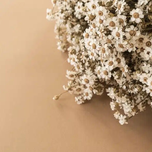 What are the best flowers to grow for dried bouquets? Varieties for beautiful arrangements