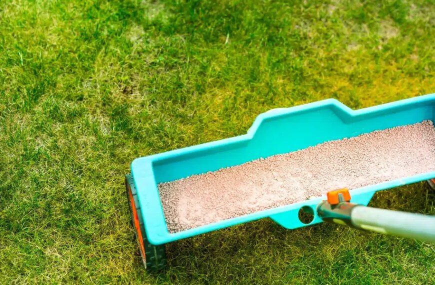 Quel engrais pour la pelouse en été ? Quand et comment l’appliquer pour un gazon bien vert dans les chaleurs ?
