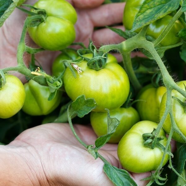 Pourquoi vos tomates ne mûrissent-elles pas ? Découvrez 4 raisons et nos astuces pour un jardin florissant
