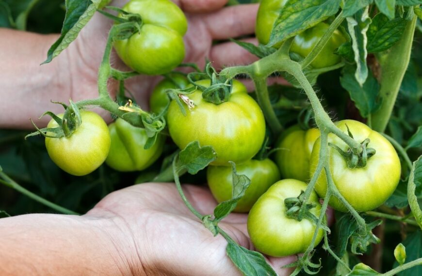 Pourquoi vos tomates ne mûrissent-elles pas ? Découvrez 4 raisons et nos astuces pour un jardin florissant
