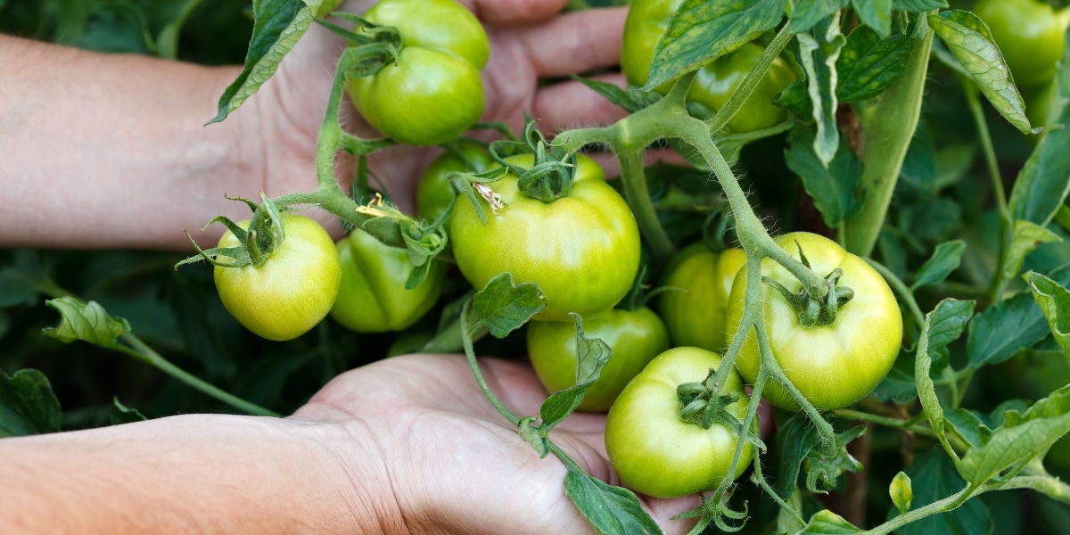 Pourquoi vos tomates ne mûrissent-elles pas ? Découvrez 4 raisons et nos astuces pour un jardin florissant
