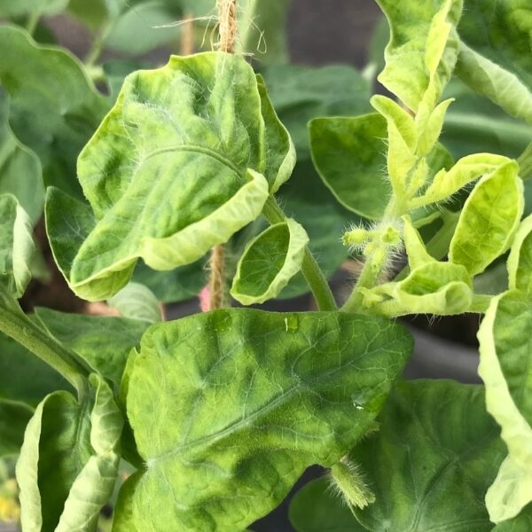 Pourquoi les feuilles de vos tomates s'enroulent : astuces pour un jardin florissant