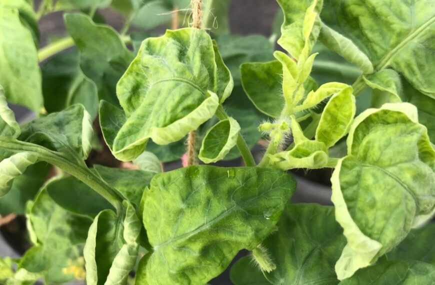 Pourquoi les feuilles de vos tomates s'enroulent : astuces pour un jardin florissant