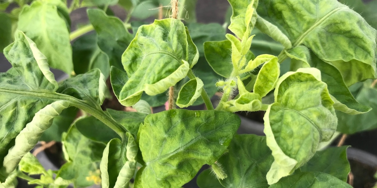 Pourquoi les feuilles de vos tomates s'enroulent : astuces pour un jardin florissant