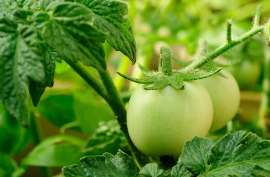 Vos tomates ne deviennent pas rouges ! Pas de panique : nous vous indiquerons comment remédier à la situation.
