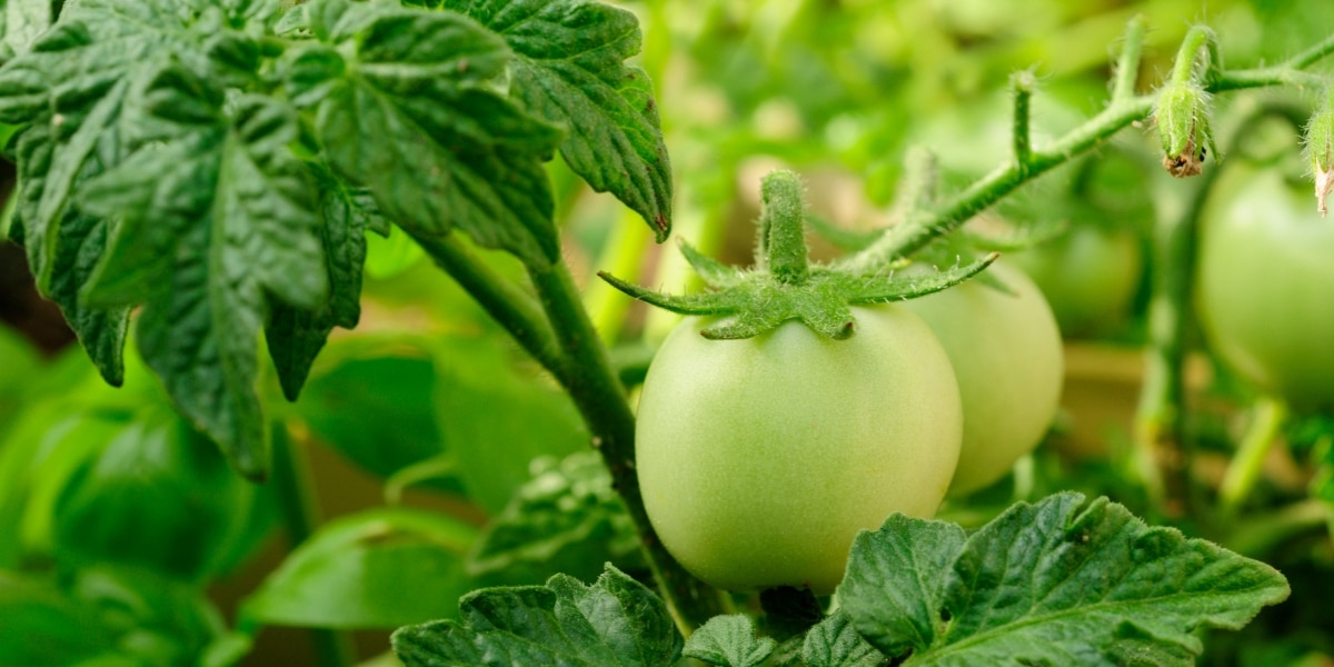Vos tomates ne deviennent pas rouges ! Pas de panique : nous vous indiquerons comment remédier à la situation.