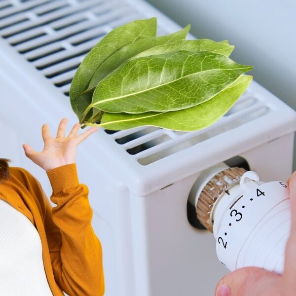 Découvrez l'astuce des feuilles de laurier sur le radiateur pour un hiver plus agréable !