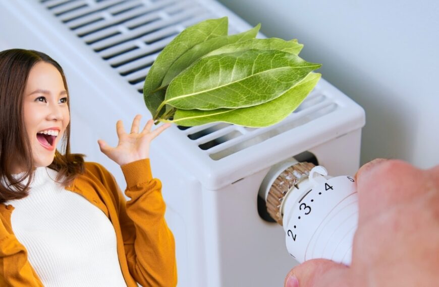 Découvrez l'astuce des feuilles de laurier sur le radiateur pour un hiver plus agréable !