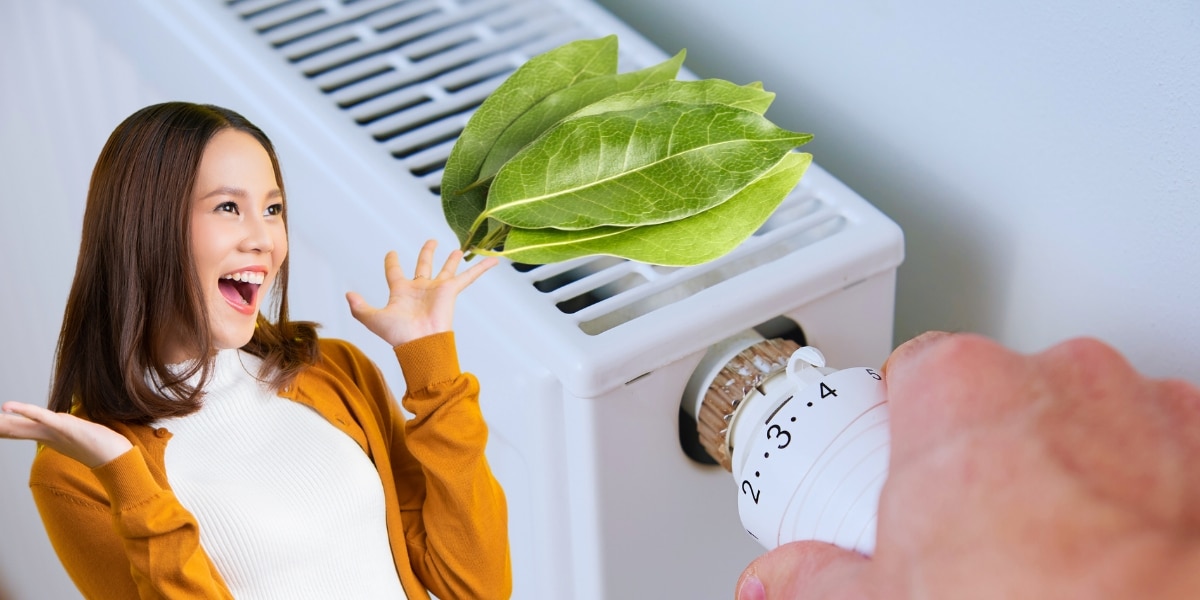 Découvrez l'astuce des feuilles de laurier sur le radiateur pour un hiver plus agréable !