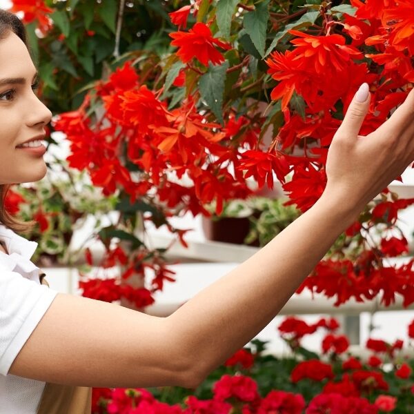 Début novembre : c'est le moment idéal pour bouturer vos bougainvilliers ! Découvrez les meilleurs gestes à respecter !