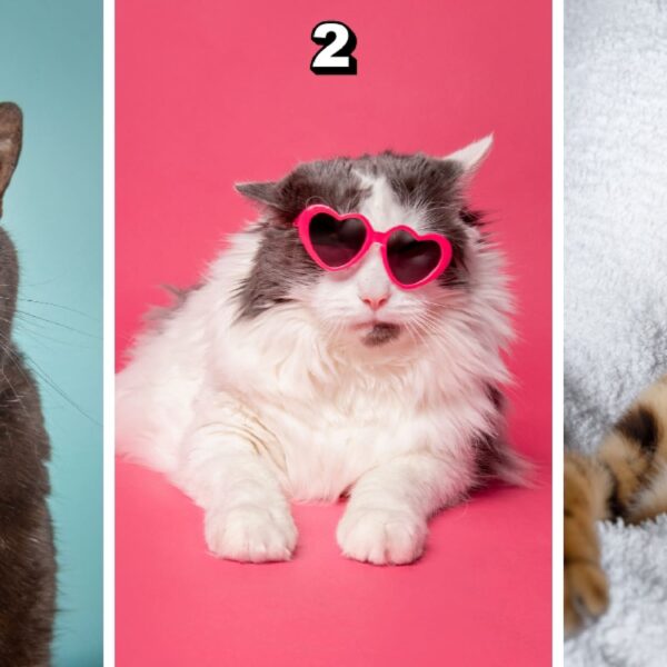 Test de personnalité : Choisissez votre chat rigolo favori parmi ces 3 et découvrez si vous êtes un maître de l'organisation ou une âme bohème !