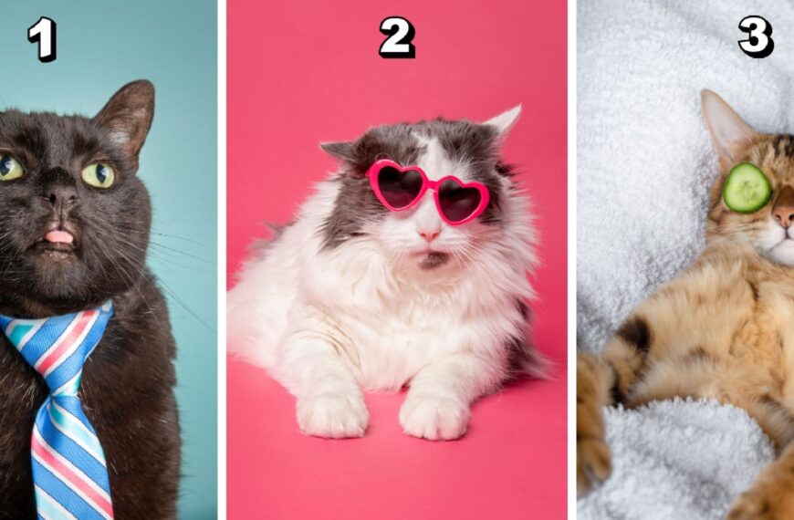 Test de personnalité : Choisissez votre chat rigolo favori parmi ces 3 et découvrez si vous êtes un maître de l'organisation ou une âme bohème !