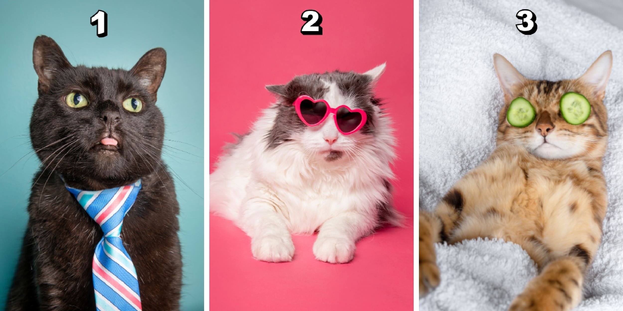 Test de personnalité : Choisissez votre chat rigolo favori parmi ces 3 et découvrez si vous êtes un maître de l'organisation ou une âme bohème !