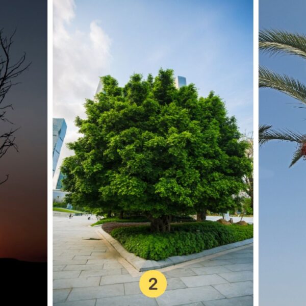 Test de personnalité : Découvrez votre trait de caractère principal en sélectionnant l'un des 3 arbres mystérieux !