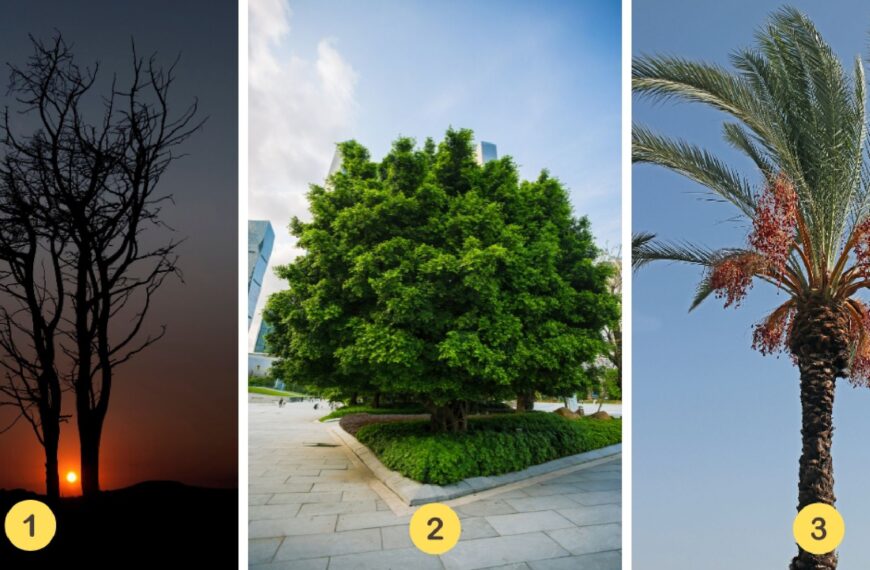 Test de personnalité : Découvrez votre trait de caractère principal en sélectionnant l'un des 3 arbres mystérieux !