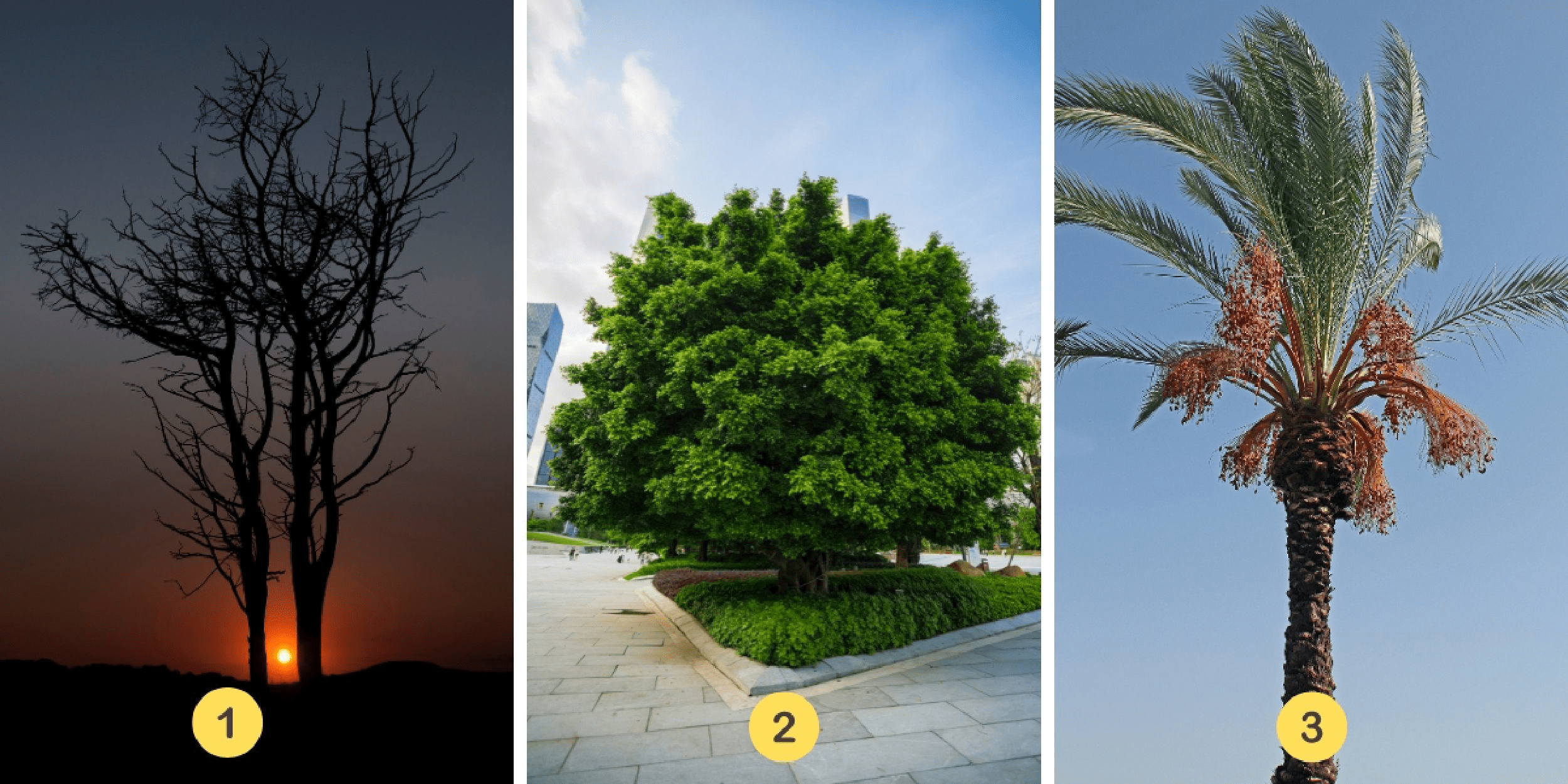 Personality test: Discover your main character trait by selecting one of the 3 mysterious trees!